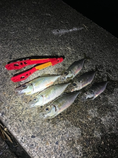 マアジの釣果