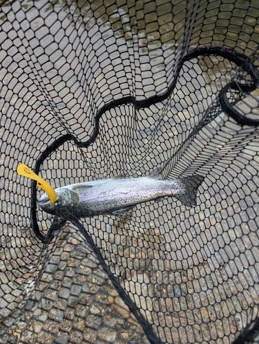 ニジマスの釣果