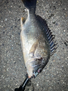 キビレの釣果