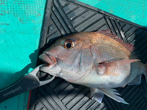 マダイの釣果