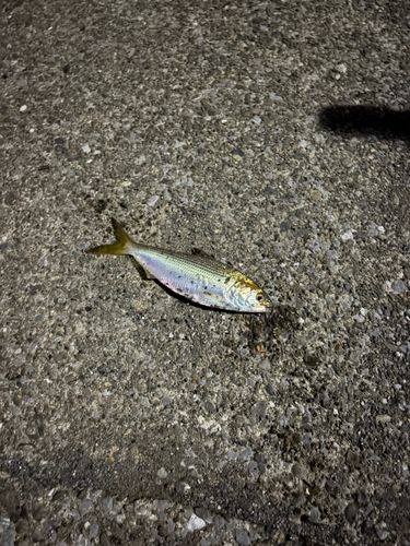 コノシロの釣果