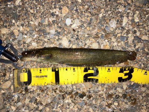 ニホンナマズの釣果