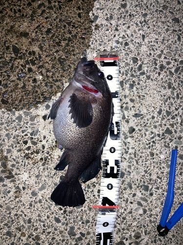 クロソイの釣果