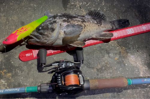 クロソイの釣果