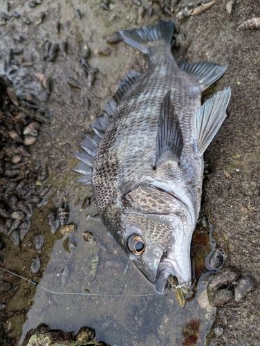 チヌの釣果