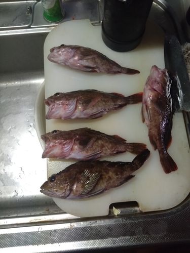 カサゴの釣果