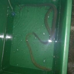 ウナギ