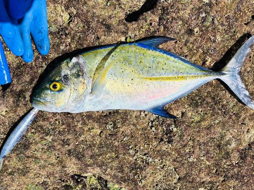 カスミアジの釣果