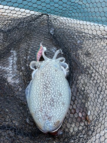 シリヤケイカの釣果