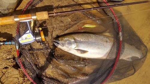 サクラマスの釣果