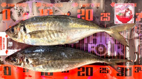 マアジの釣果