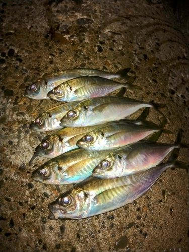 アジの釣果