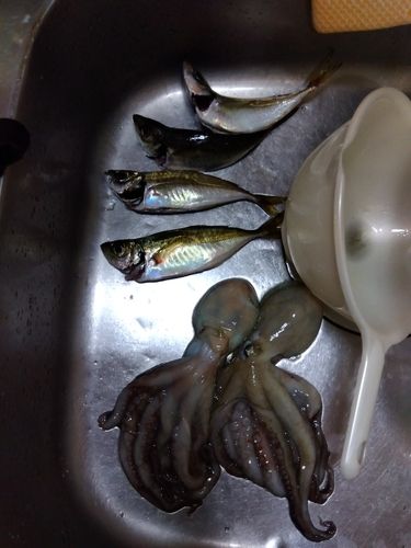 タコの釣果
