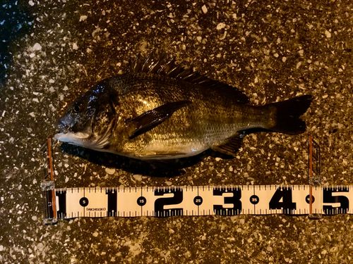 クロダイの釣果