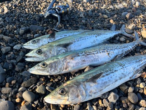 サゴシの釣果