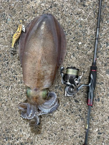 アオリイカの釣果