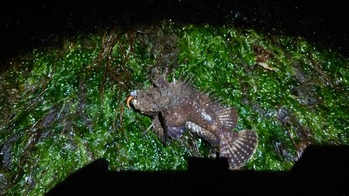 オニオコゼの釣果