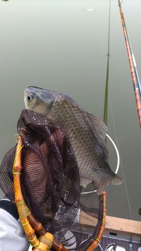 ヘラブナの釣果