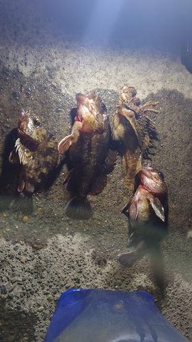 クロソイの釣果