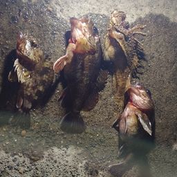 クロソイ