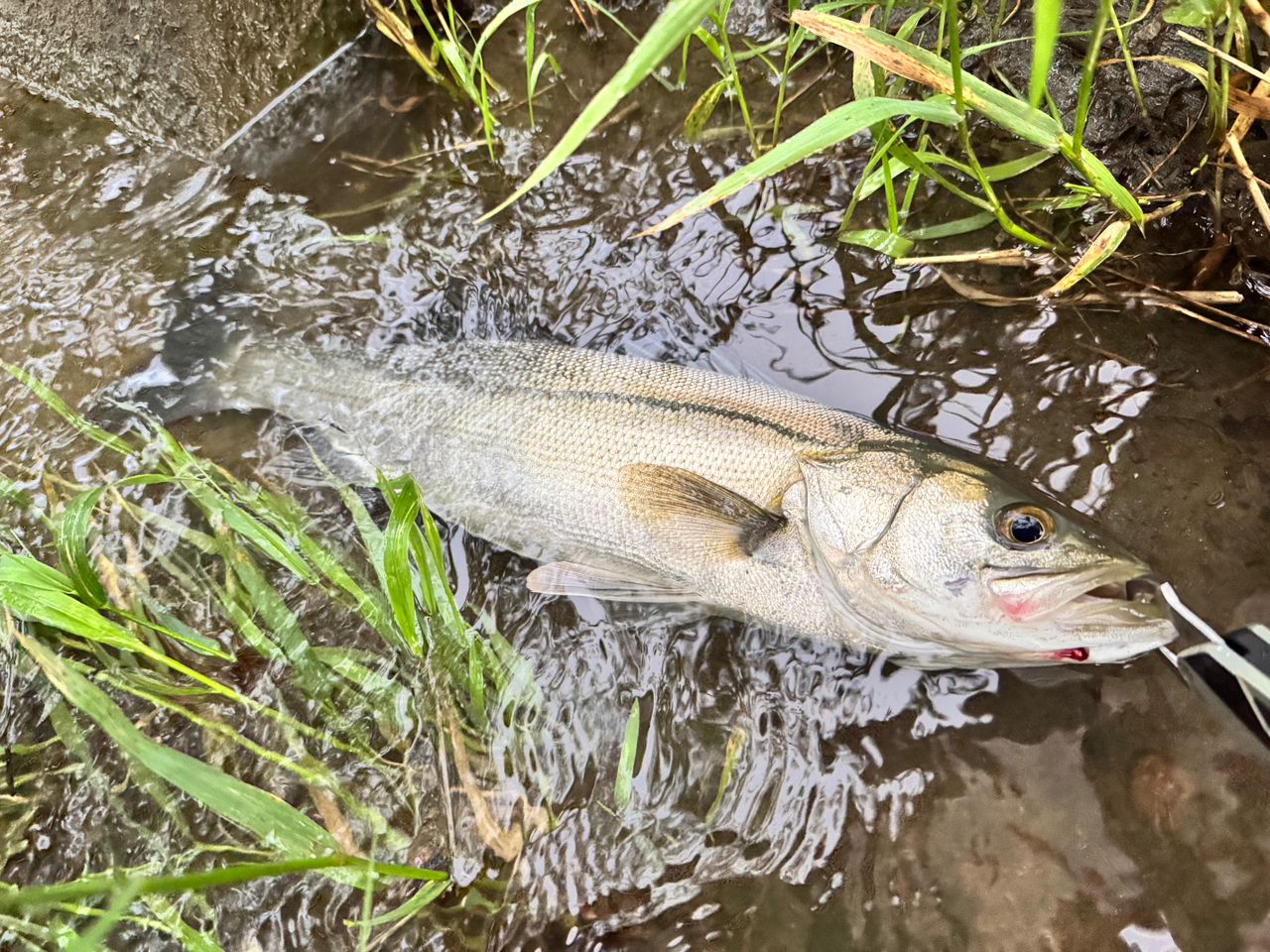 GCRAFT セブンセンスTR モンスターストリーム MSB-952-TRの最安値