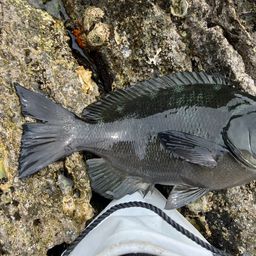 クチブトグレ