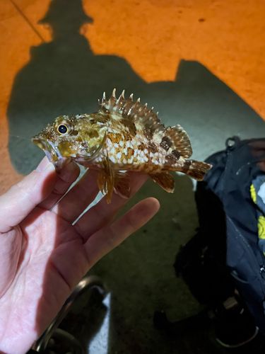 ガシラの釣果