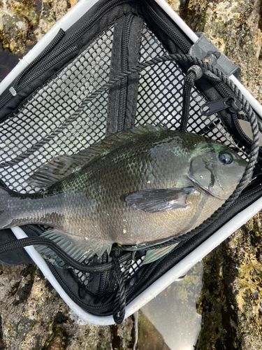 クチブトグレの釣果