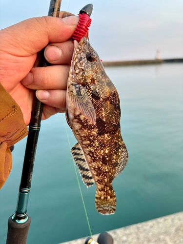 クジメの釣果