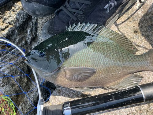クチブトグレの釣果