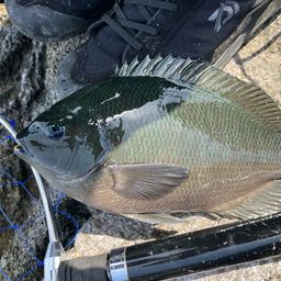 クチブトグレ