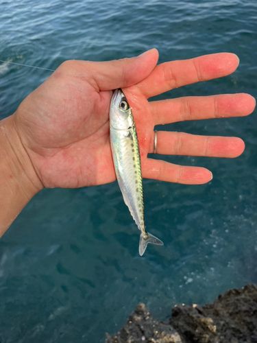 クチブトグレの釣果