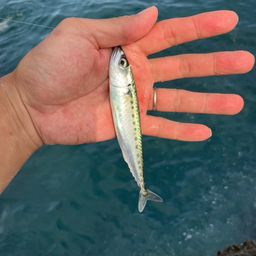 クチブトグレ