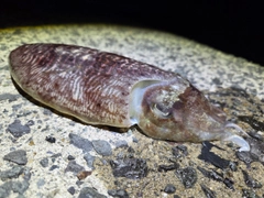 コウイカの釣果