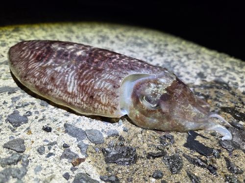 コウイカの釣果