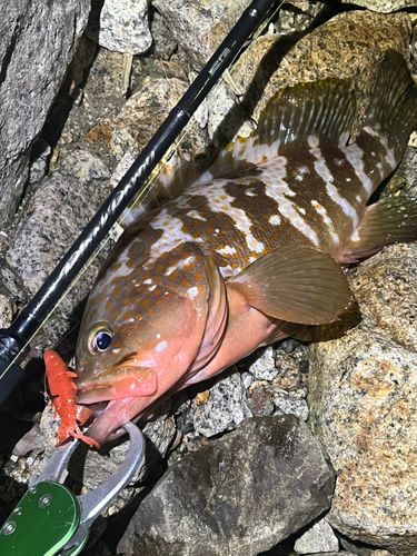 アコウの釣果