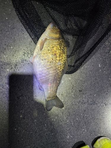 ギンブナの釣果