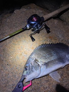 キビレの釣果