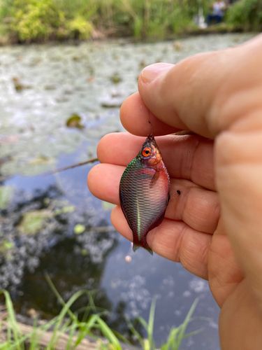 タナゴの釣果