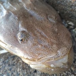 マゴチ