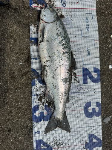 サクラマスの釣果