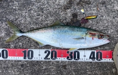 ハマチの釣果