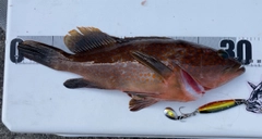 アコウの釣果