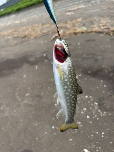 アメマスの釣果
