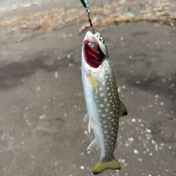 アメマス