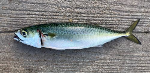 マサバの釣果