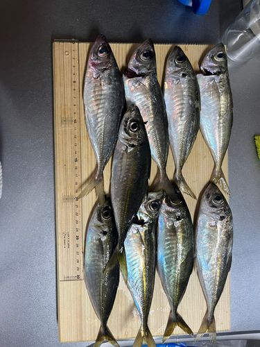 アジの釣果