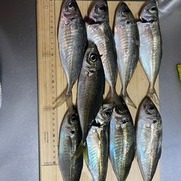 アジ