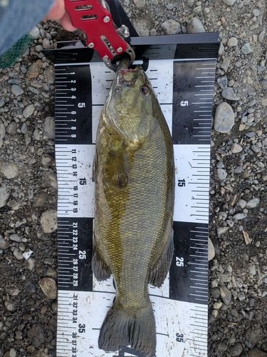 スモールマウスバスの釣果