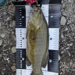 スモールマウスバス